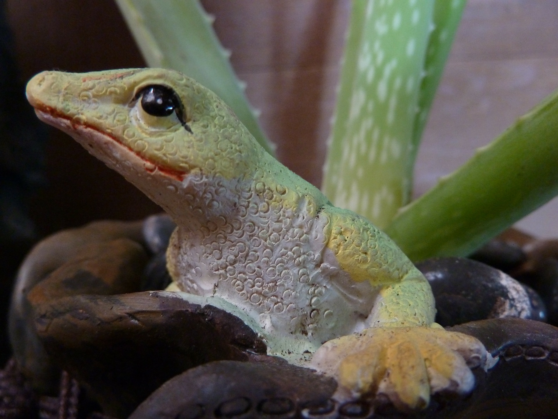 Comment choisir un produit Aloe vera ?