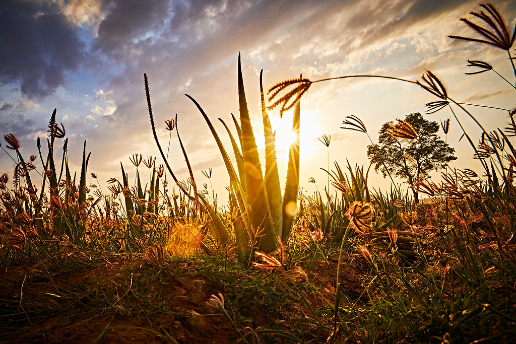 Champ d'Aloe Vera à perte de vue sous un soleil couchant flamboyant, mettant en lumière la puissance et la résilience de la plante en milieu naturel.