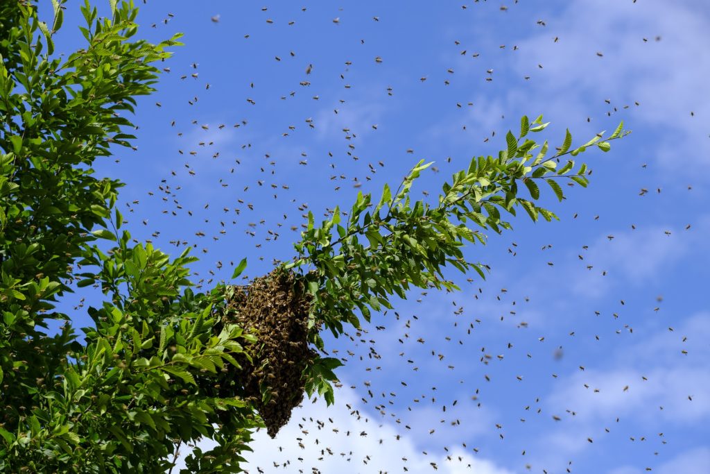 Un essaim d'abeilles s'activant autour d'une branche d'arbre verdoyante sous un ciel bleu, symbolisant la production naturelle de propolis.