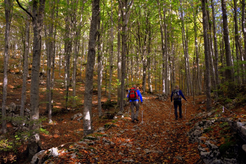 Deux randonneurs marchant sur un sentier forestier couvert de feuilles d'automne, utilisant des bâtons de marche pour une activité physique douce.
