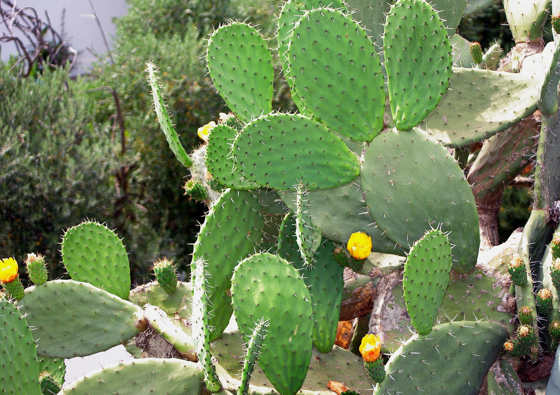 Le nopal