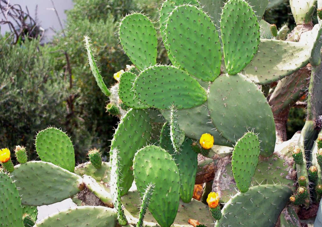 Gros plan d'un cactus Opuntia ficus-indica (figuier de barbarie) avec des fleurs jaunes, ingrédient principal du complément Forever Lean.