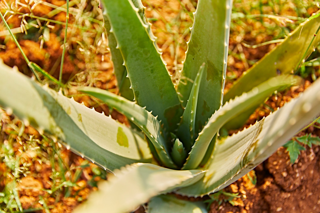 L’Aloe vera peut-il améliorer le psoriasis ?