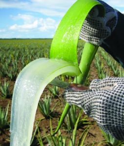 Aloe vera à boire pour la santé.