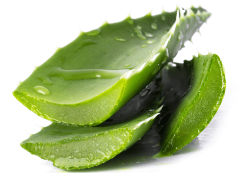L'Aloe vera plante médicinale aux nombreux pouvoirs