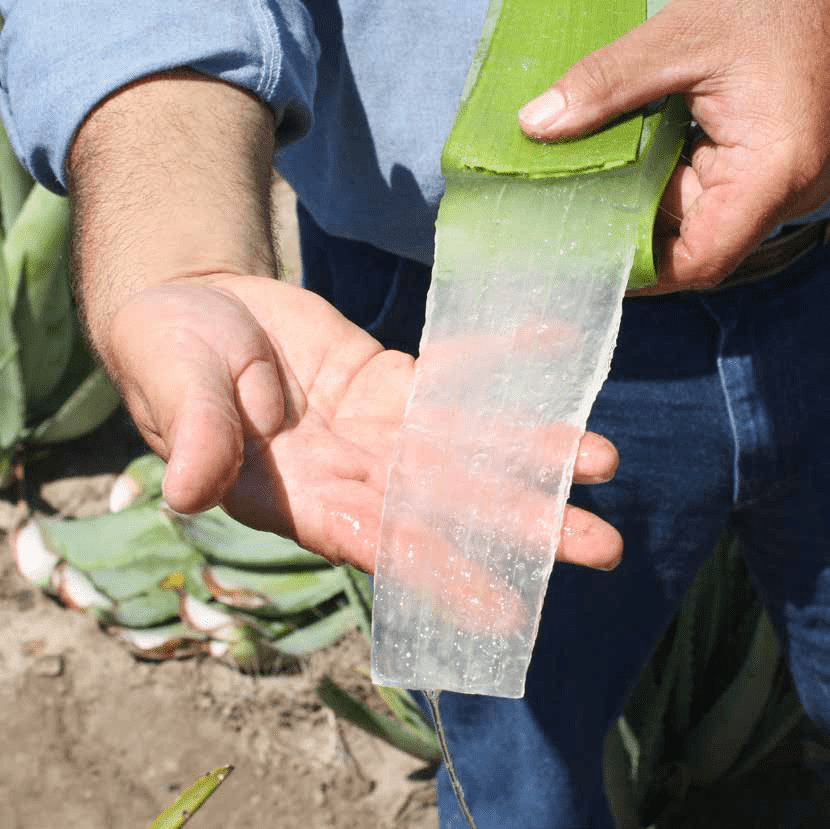 Que contient le gel d'Aloe vera ?