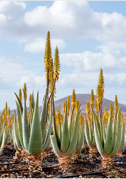 Aloe vera Barbadensis Miller